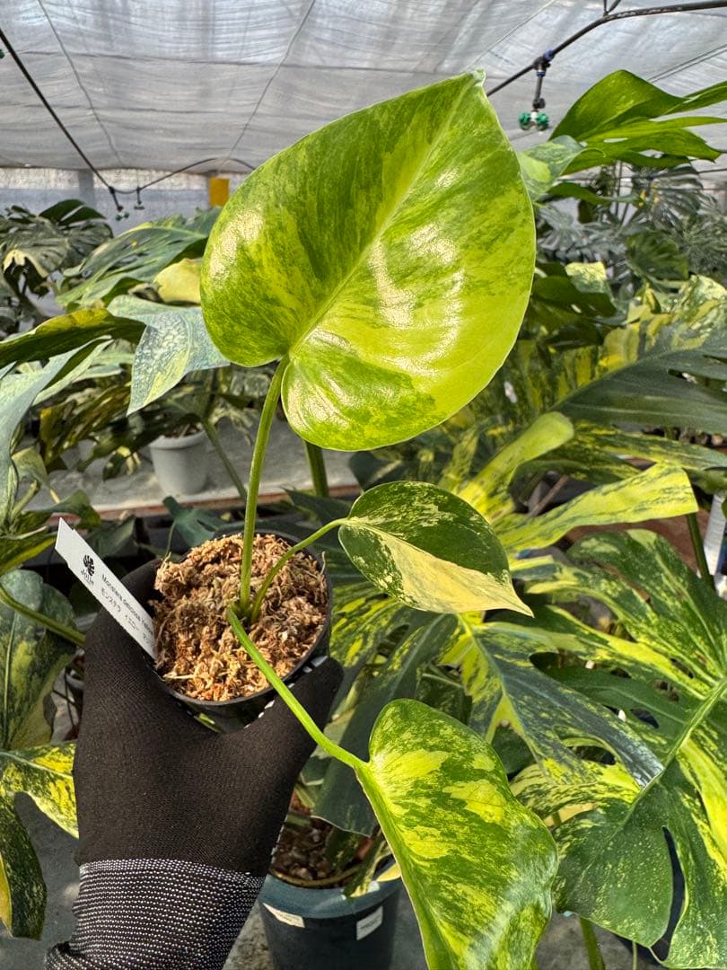 R3モンステラ　イエローマリリン　黄斑入り