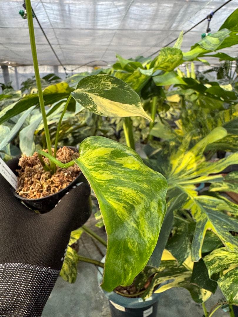 R3モンステラ　イエローマリリン　黄斑入り