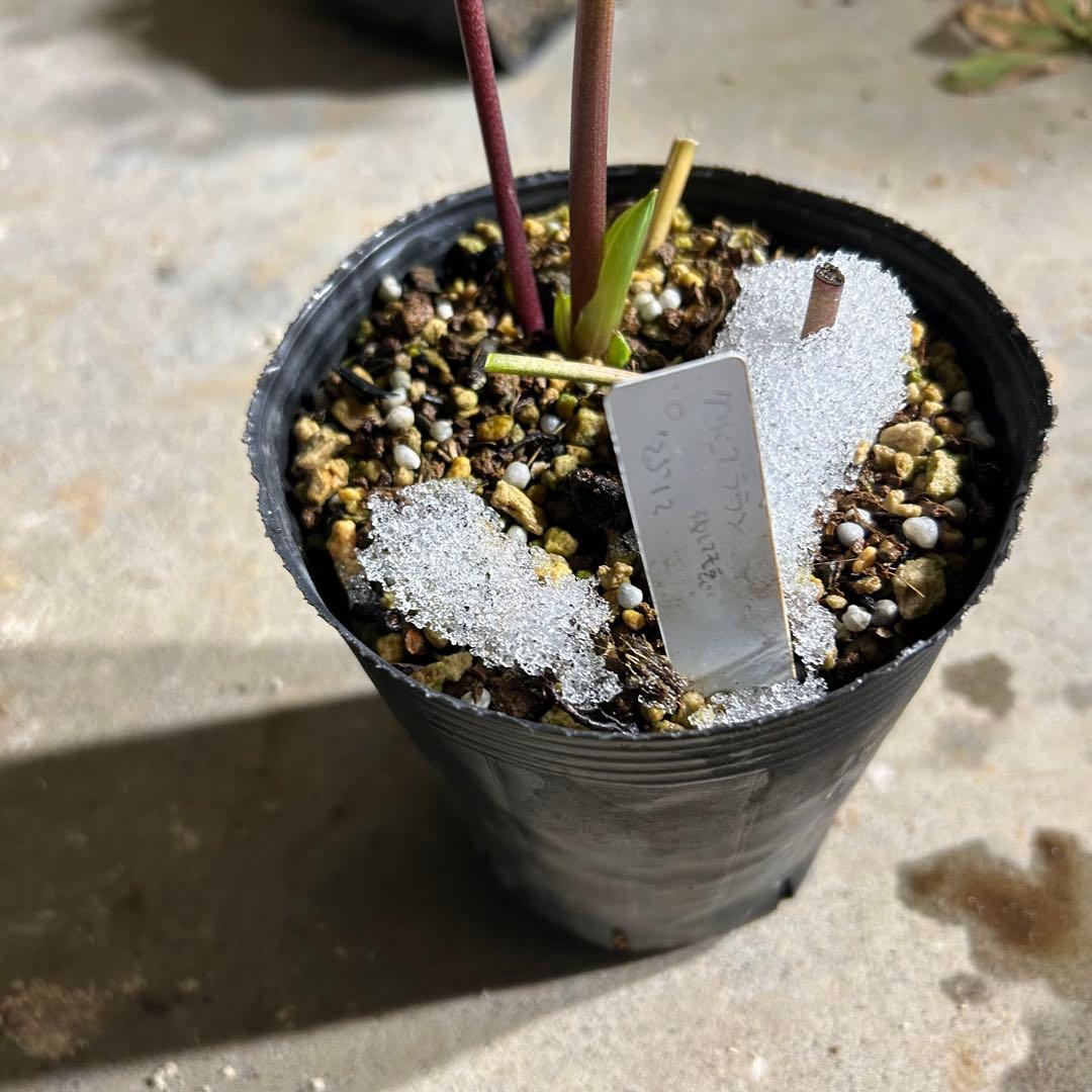 クリスマスローズ 開花実績株 DDグリーンブラウン