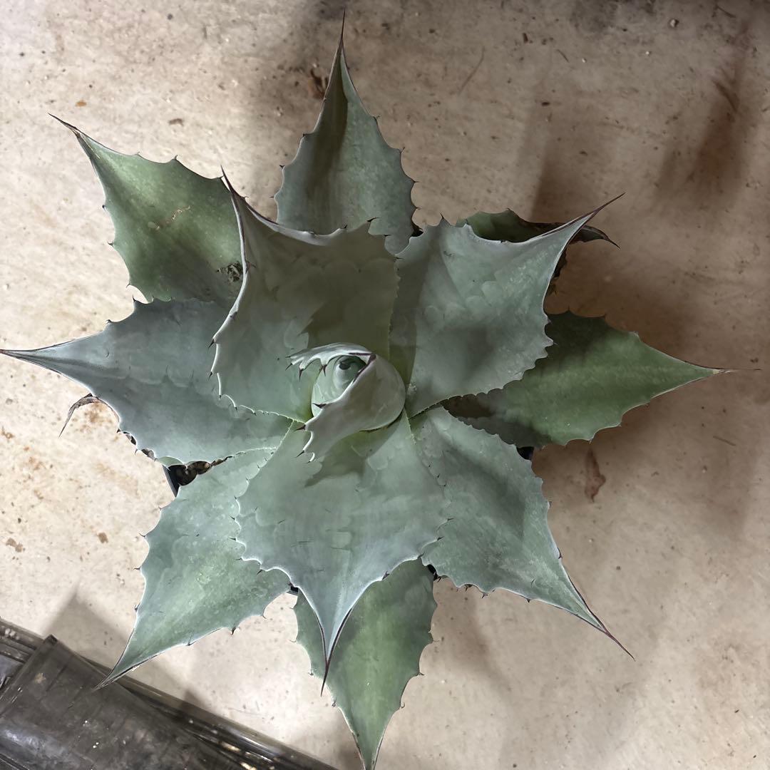 アガベ オバティフォリア フロスティブルー