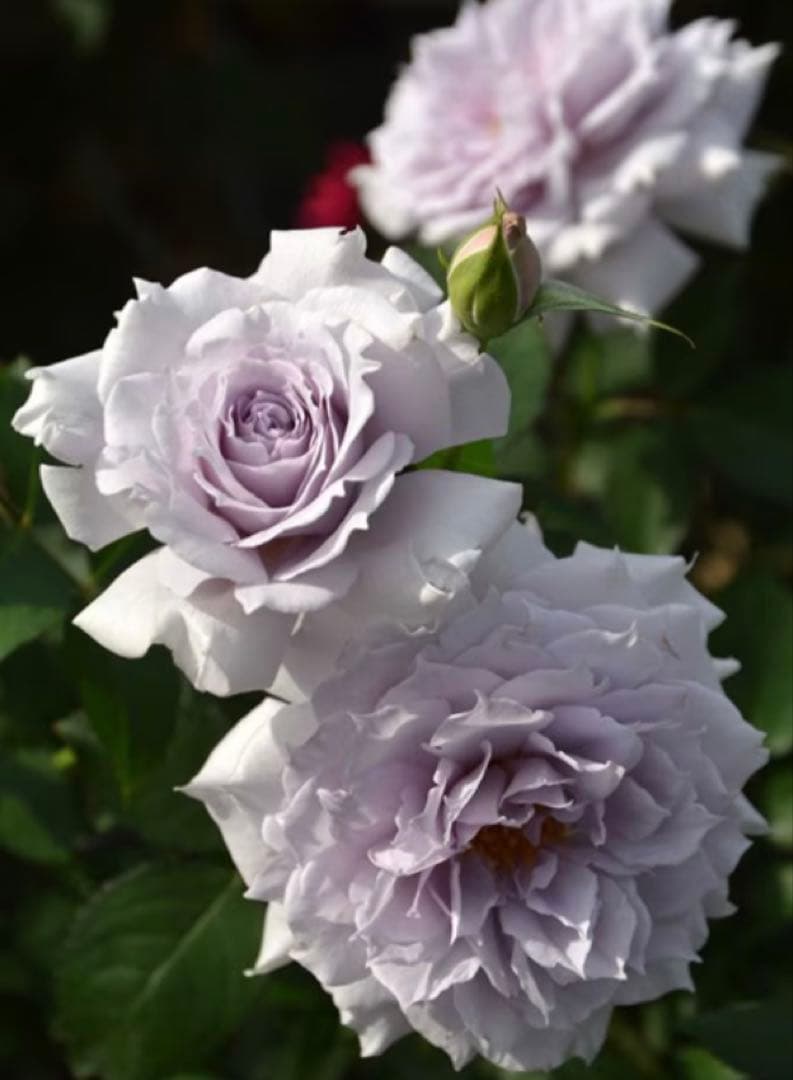 ウィンディーネ バラ　6号大苗　ロサオリエンティス