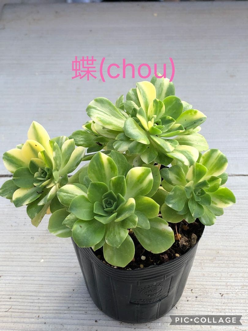 アエオニウム 蝶(chou)♡抜き苗