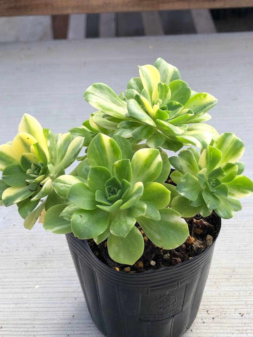 アエオニウム 蝶(chou)♡抜き苗