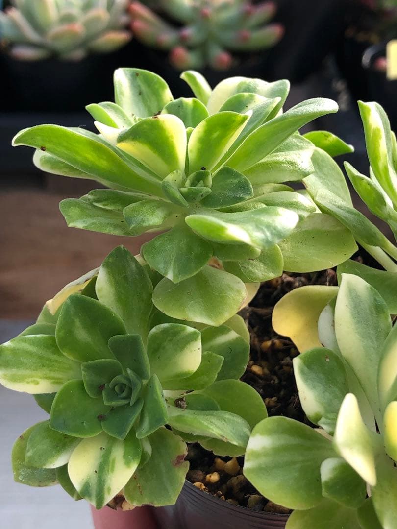 アエオニウム 蝶(chou)♡抜き苗