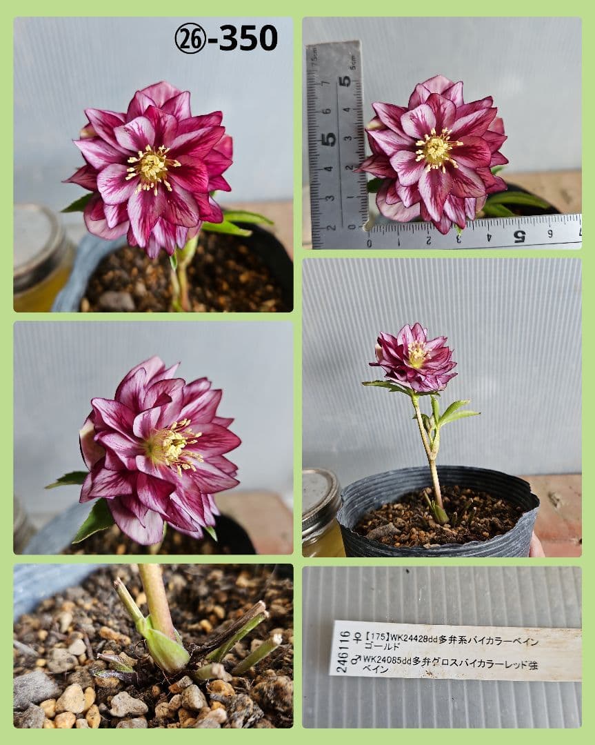 ★のぶさん様ご購入苗㉖-306㉖-313㉖-350クリスマスローズ
