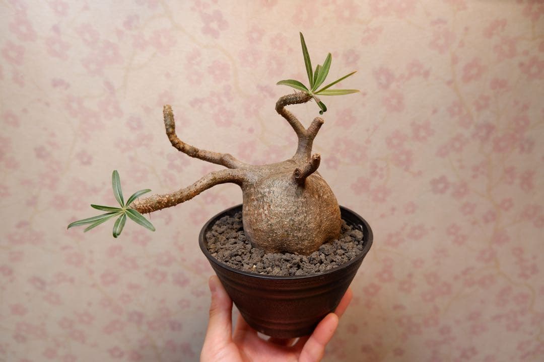 パキポディウム・グラキリス　現地球