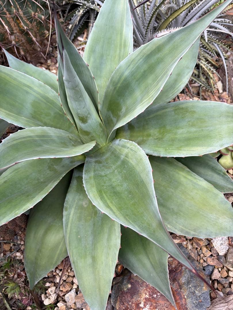 耐寒性アガベ オバティフォリア　バンジー斑入り大株ドライガーデン　オルカ　キラー