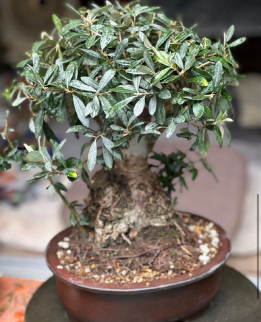 オリーブ盆栽