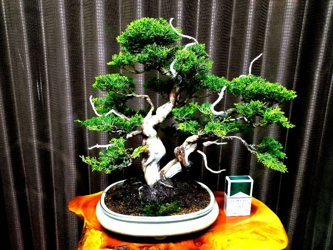 【中品　糸魚川真柏盆栽】　　　⭕気品ある一品です❗