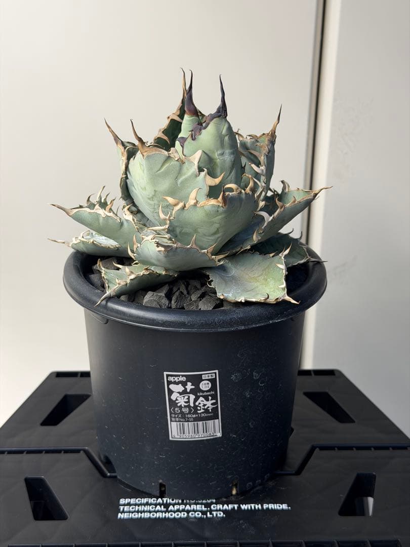 アガベ　チタノタブルー実生