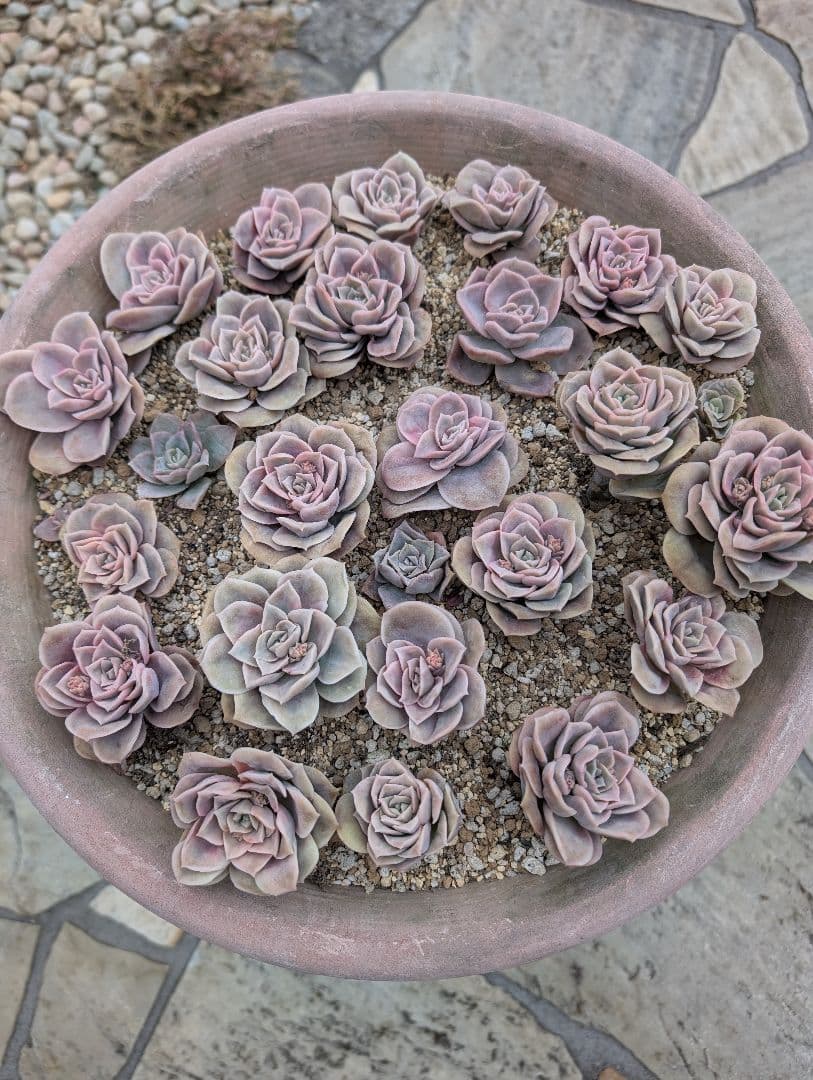 多肉植物　ピンクラブリーローズ