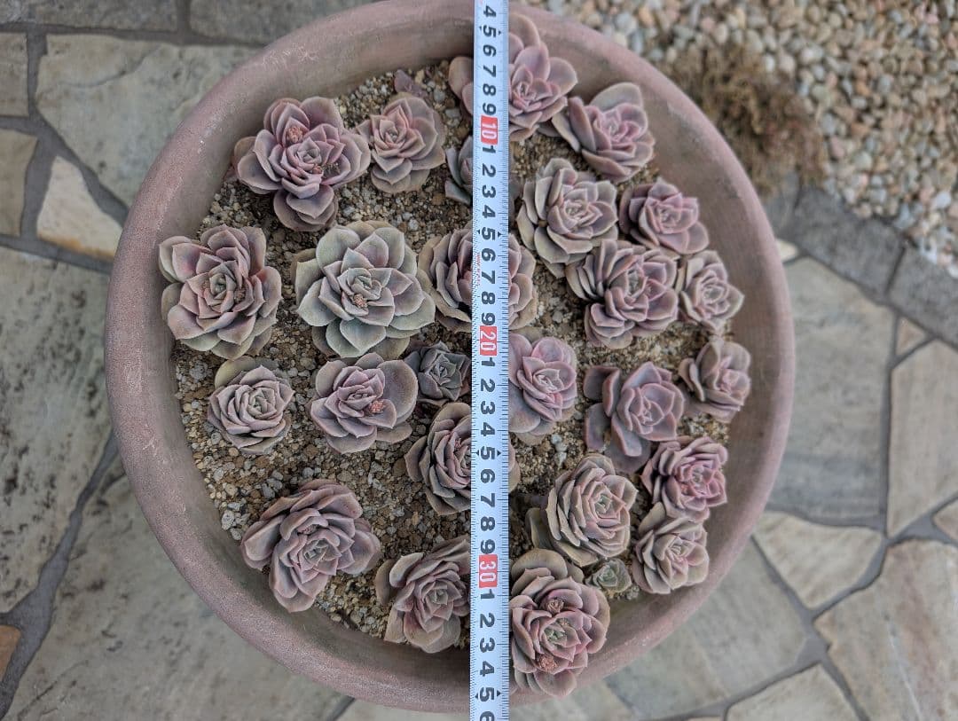 多肉植物　ピンクラブリーローズ