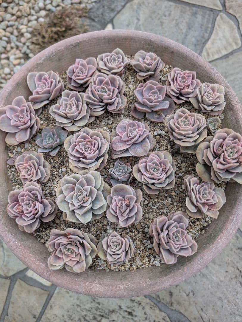 多肉植物　ピンクラブリーローズ