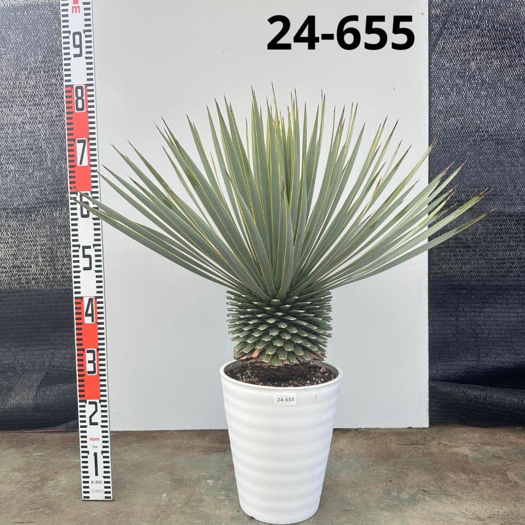 ユッカ　ロストラータ【24-655】超超美形　シルバーブルー