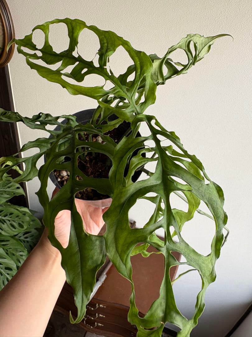 モンステラ オブリクアペルー 4号鉢 ①