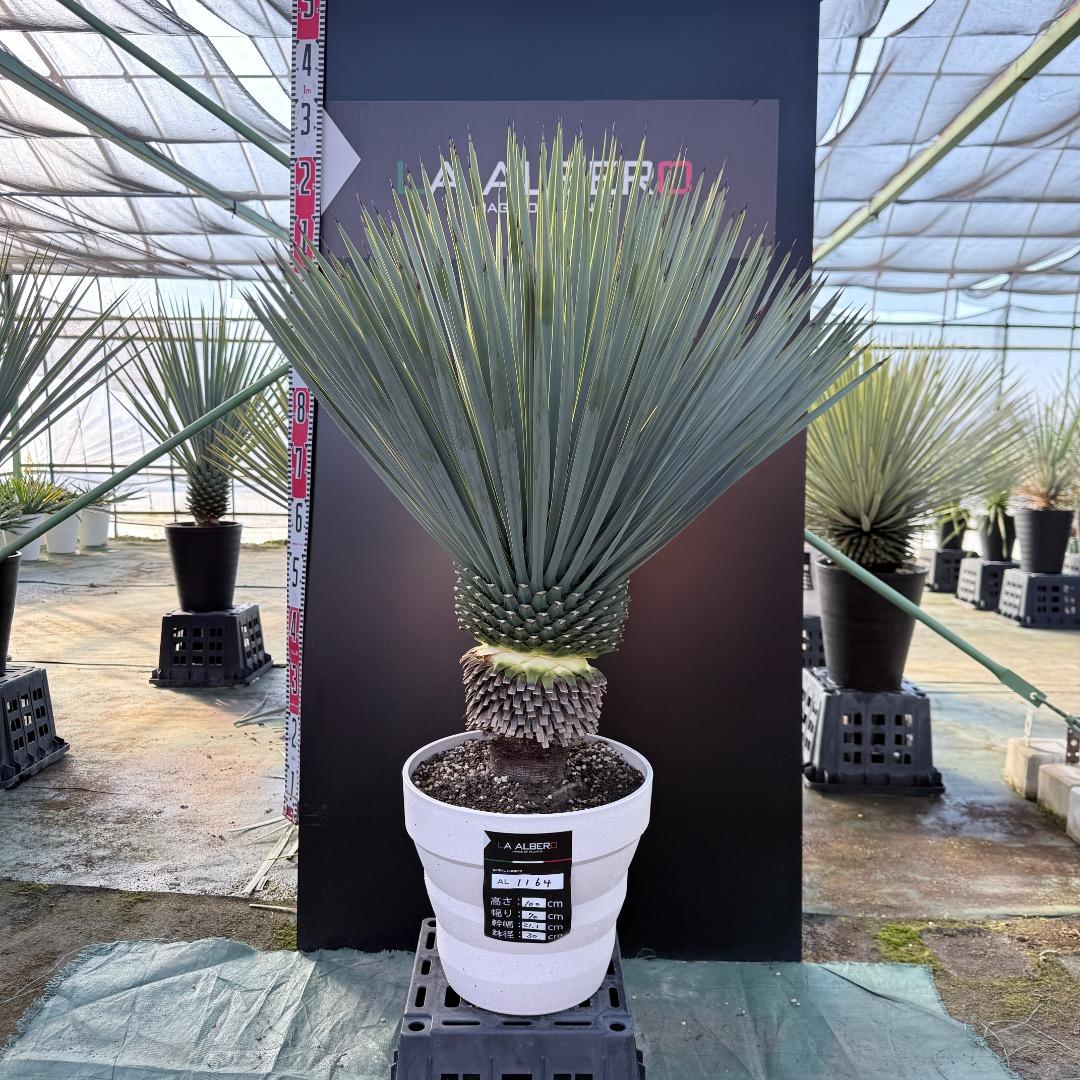 【AL1164】ユッカ　ロストラータ