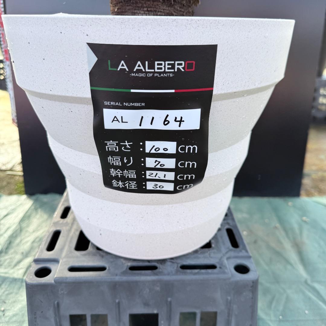 【AL1164】ユッカ　ロストラータ