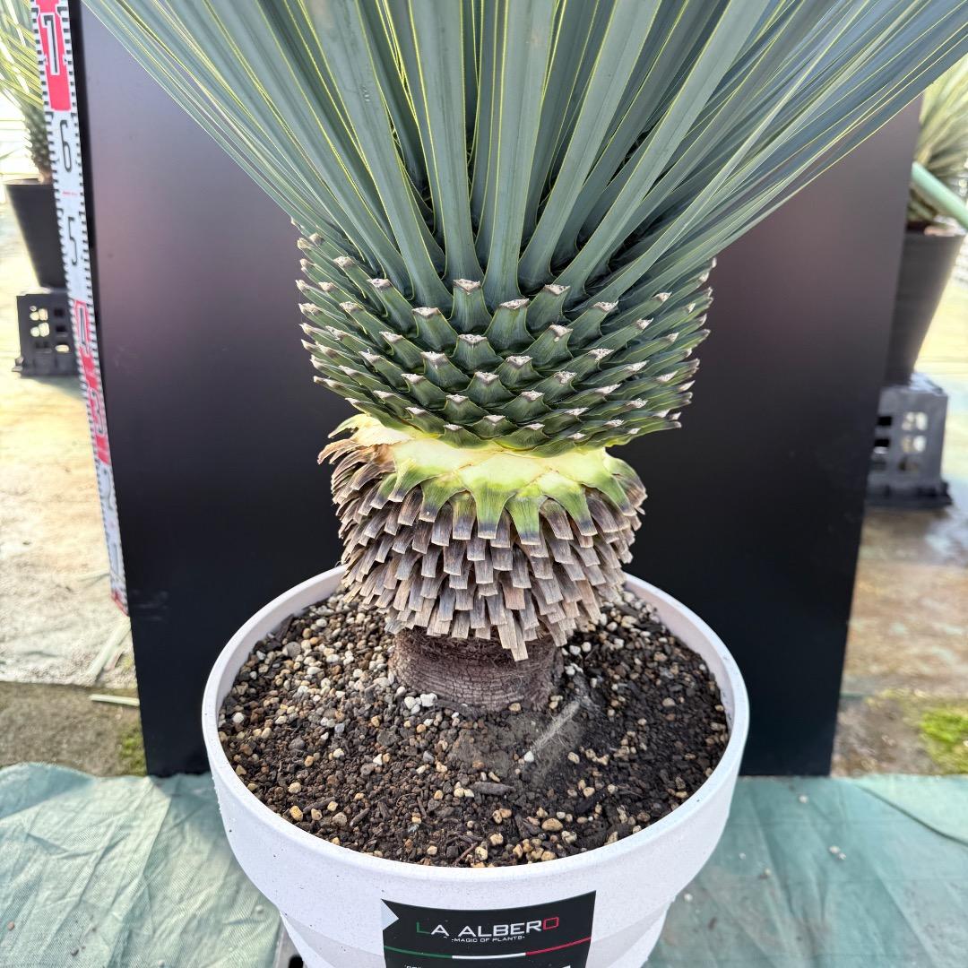 【AL1164】ユッカ　ロストラータ