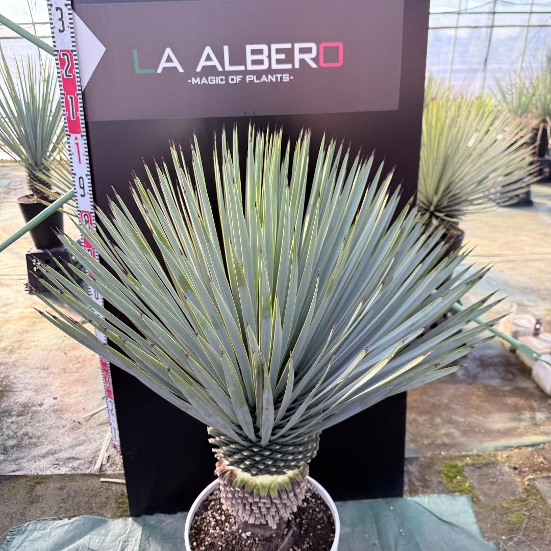 【AL1164】ユッカ　ロストラータ