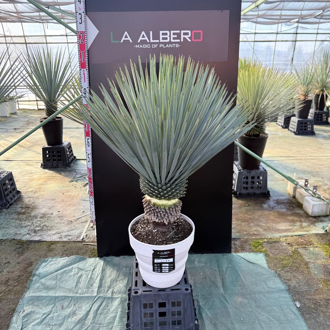 【AL1164】ユッカ　ロストラータ