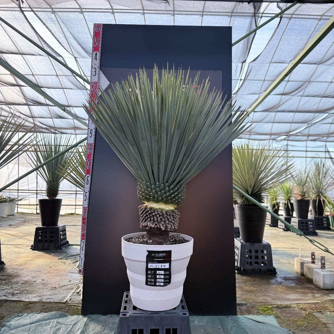 【AL1164】ユッカ　ロストラータ