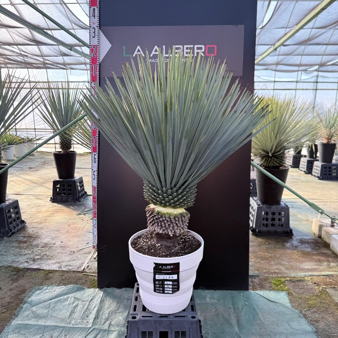 【AL1164】ユッカ　ロストラータ