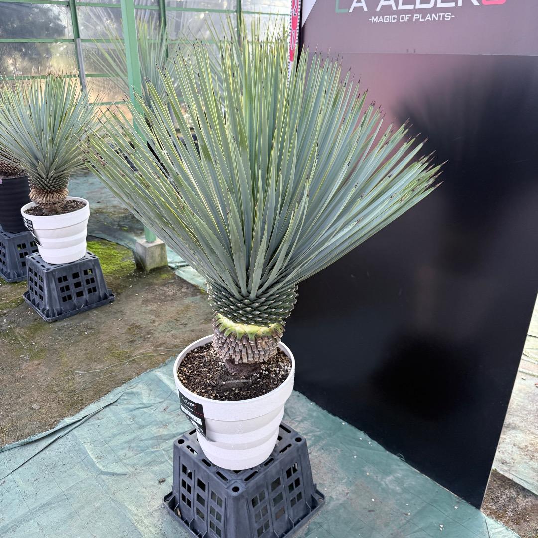 【AL1164】ユッカ　ロストラータ