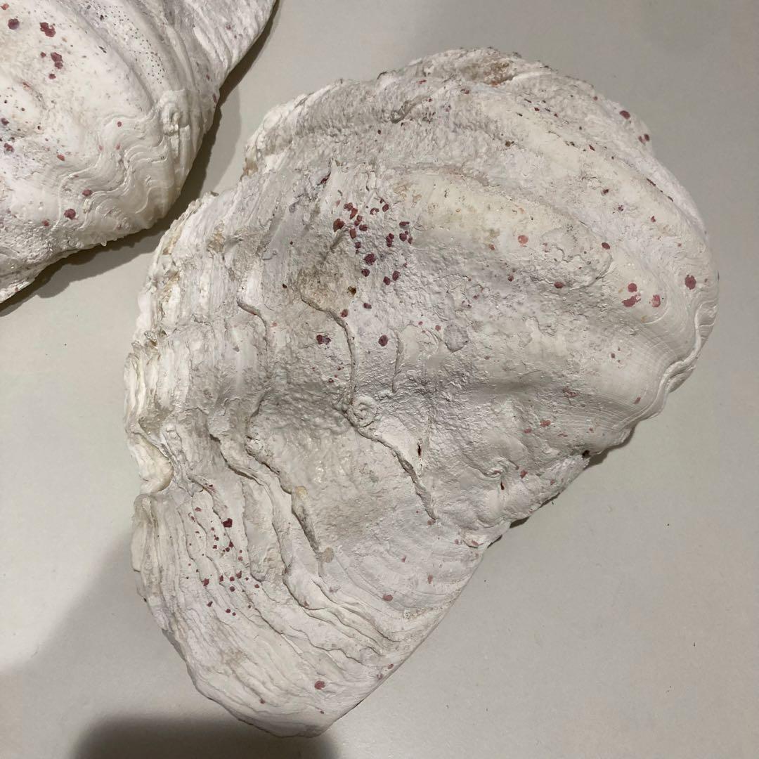 シャコ貝 オブジェ インテリア 36×20×27cm ヴィンテージ アンティーク