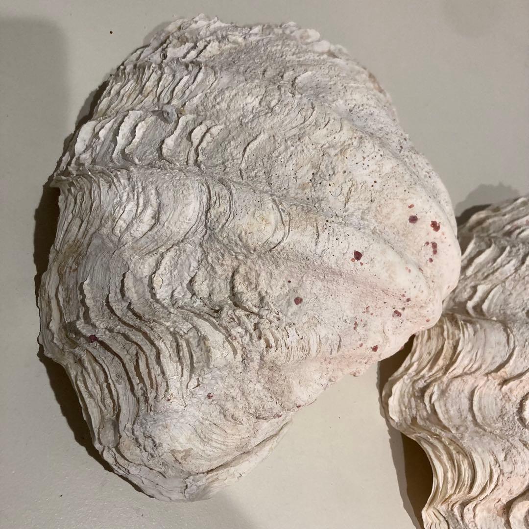 シャコ貝 オブジェ インテリア 36×20×27cm ヴィンテージ アンティーク