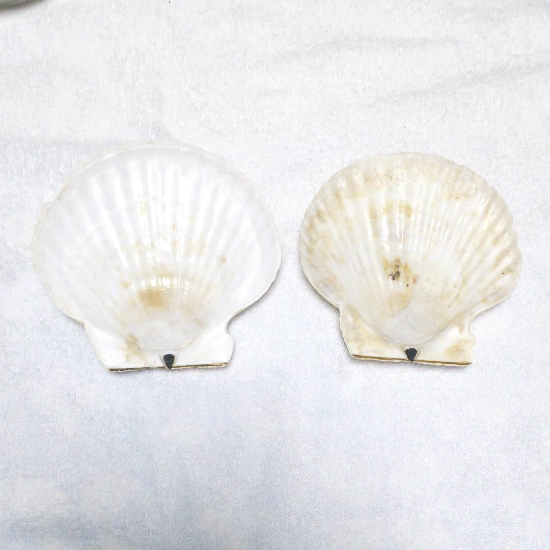 お皿に☆天然ホタテ貝殻 2枚 夏休み工作