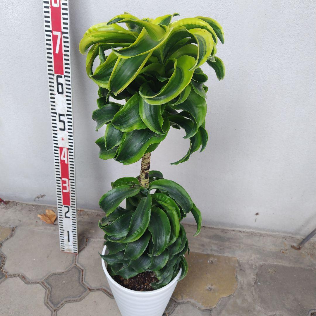 №５３６７ 宅配便　ドラセナ　トルネード80