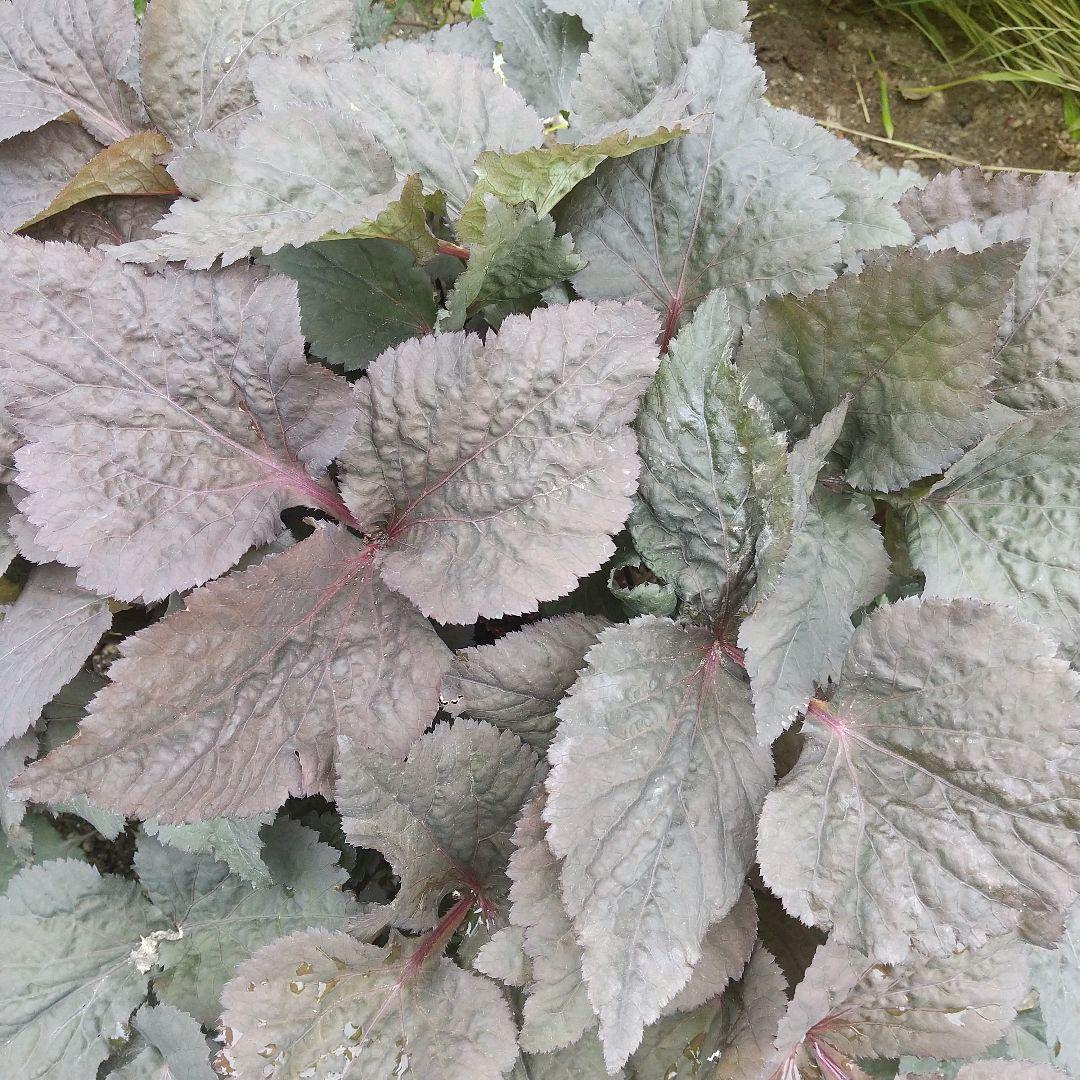 紫ミツバ クロミツバ 銅葉 5株