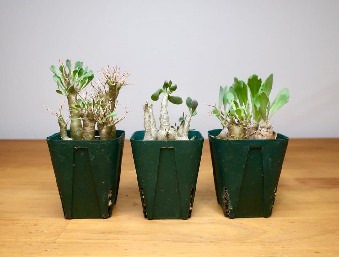 オトンナ ユーフォルビオイデス トリプリネルビア スティンコフ 14本セット