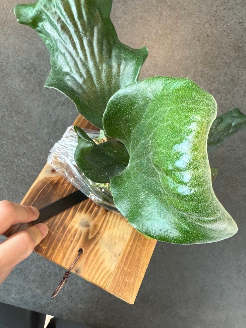 P.Hillii\"Sattahip\" サタヒップ 【選抜】