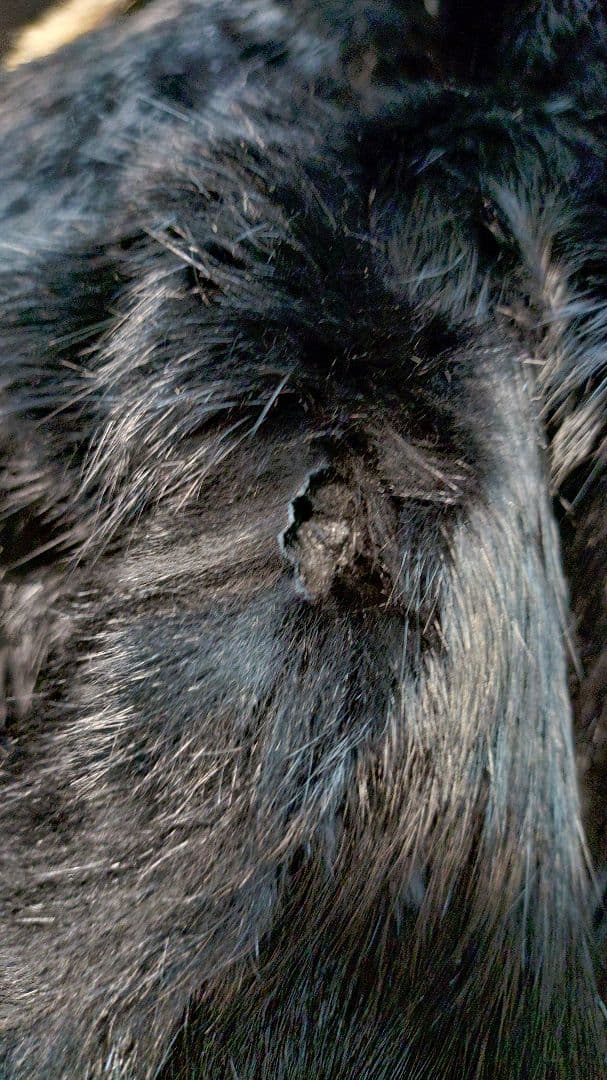 SHELLAC シェラック 総裏ファーレザーライダースジャケット サイズ46