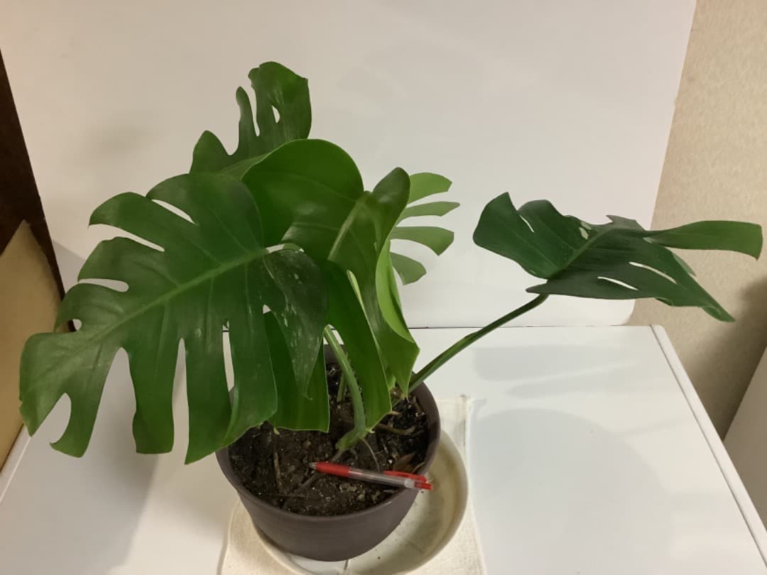 【らんた様ご提案用】特大微斑入りモンステラ（ボルシギアナ種）根上がり株【現品】