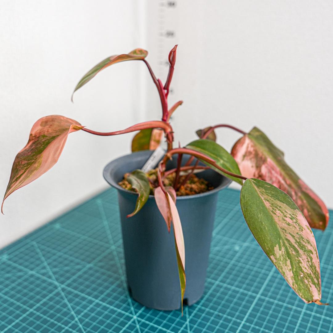 フィロデンドロン ストロベリーシェイク（カット苗1株）大