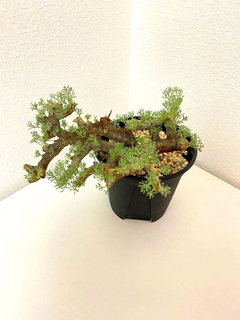 モンソニア ムルチフィダ　サルコカウロン ムルチフィズム　現地株