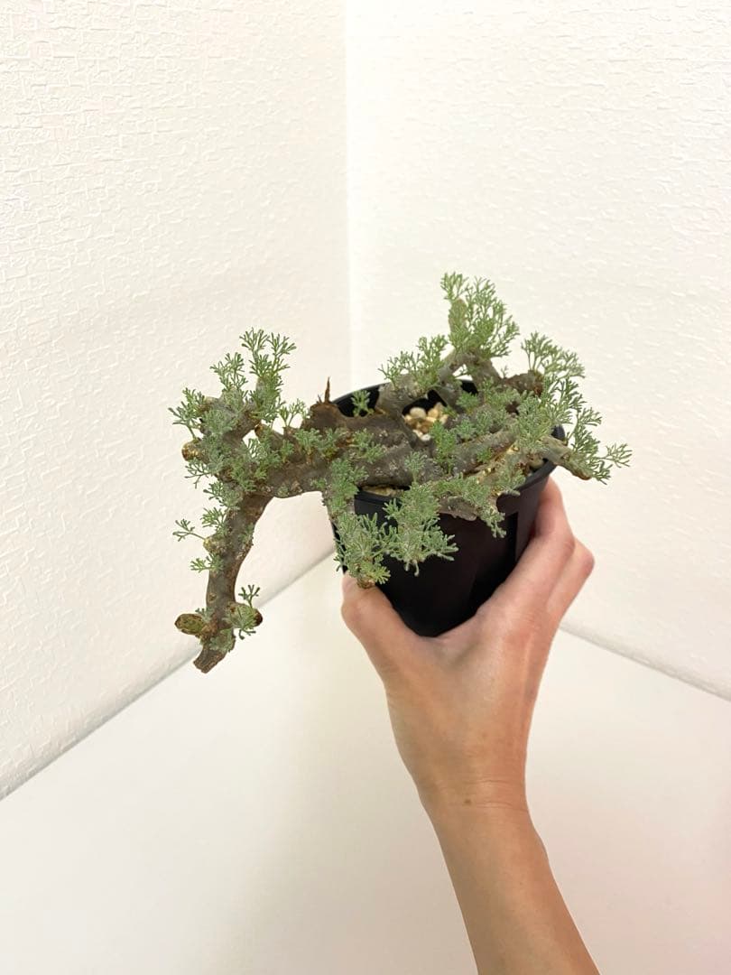 モンソニア ムルチフィダ　サルコカウロン ムルチフィズム　現地株