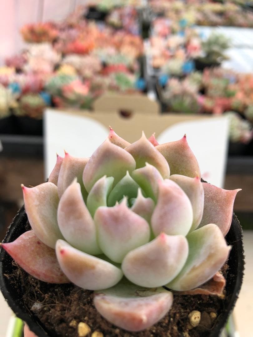 多肉植物 miyaさん苗♡抜き苗セット(メルカリ便)