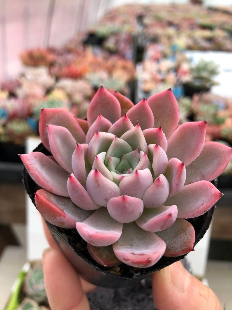 多肉植物 miyaさん苗♡抜き苗セット(メルカリ便)