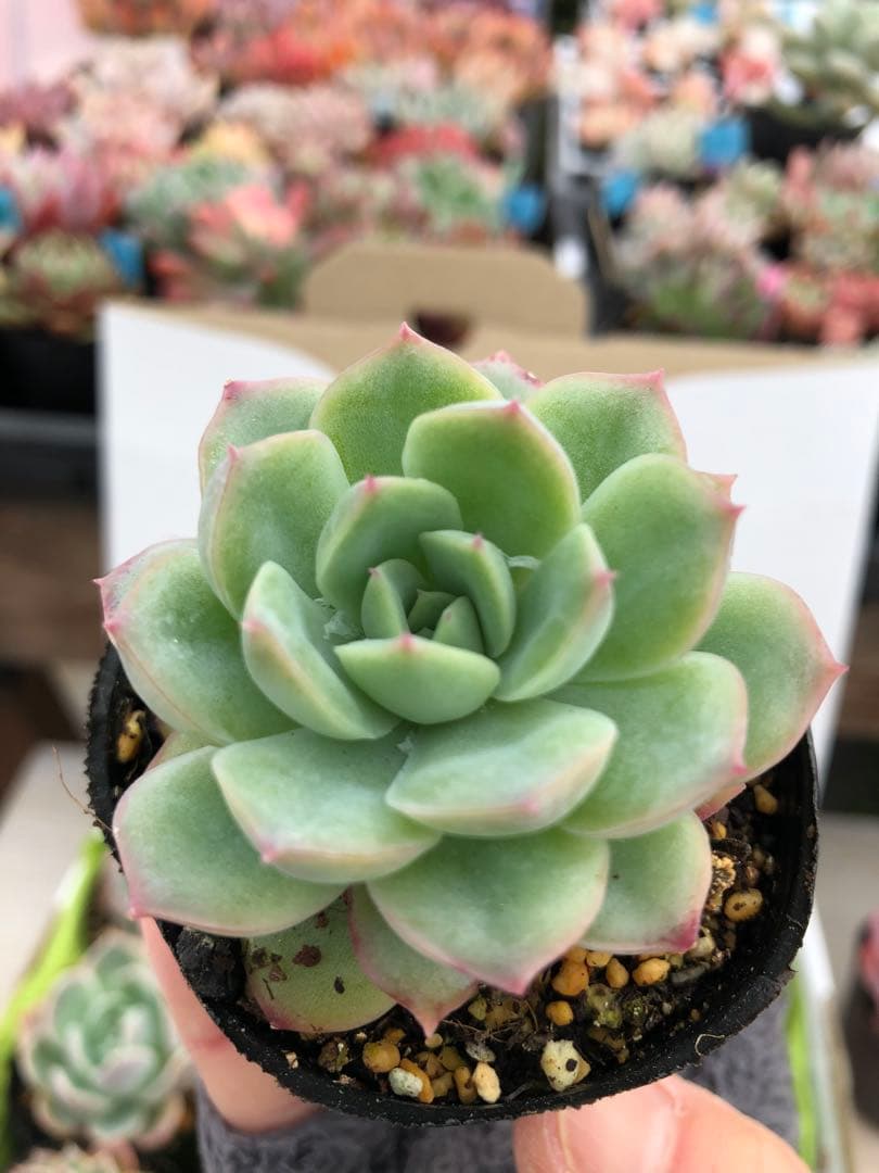 多肉植物 miyaさん苗♡抜き苗セット(メルカリ便)