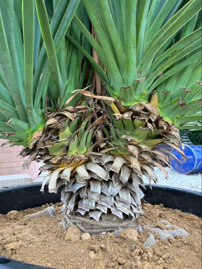 【超希少種】ユッカ・デグリナータ #25106