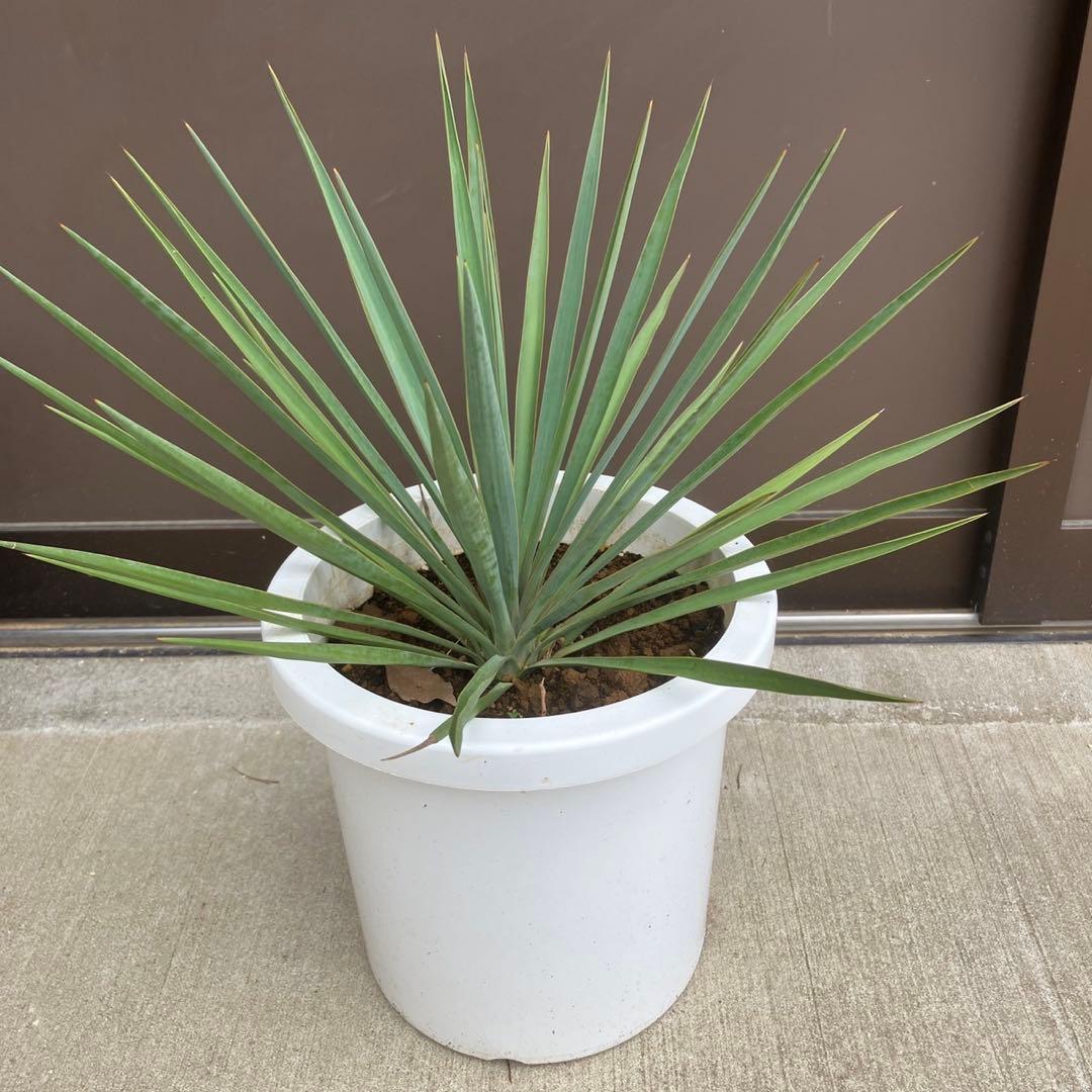 【超希少種】ユッカ・デグリナータ #25106