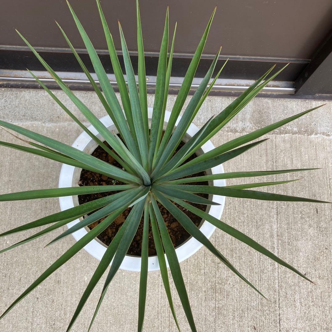 【超希少種】ユッカ・デグリナータ #25106