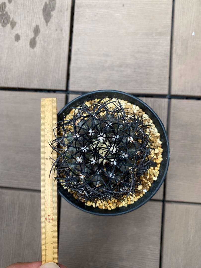 コピアポアグリセオビオラセア　栗星玉　子株9株付き　台付