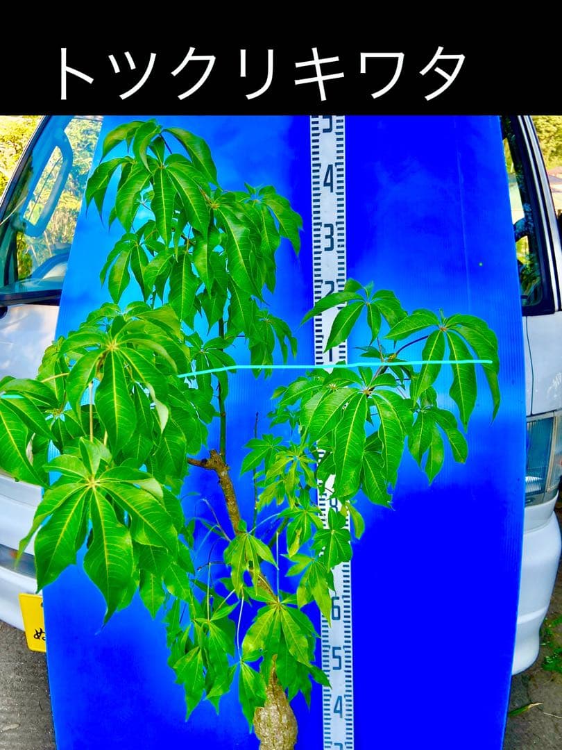 タイムサービス2千円引 トツクリキワタ　観葉植物　盆栽向け❗️