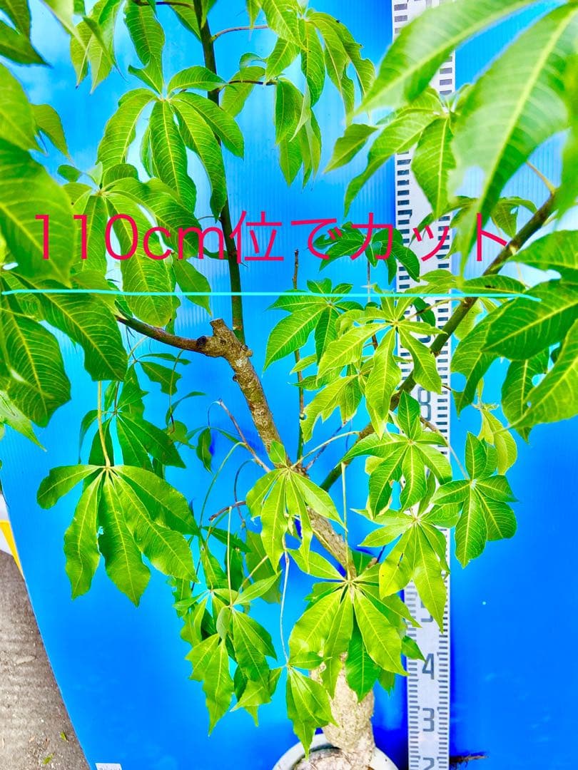 タイムサービス2千円引 トツクリキワタ　観葉植物　盆栽向け❗️