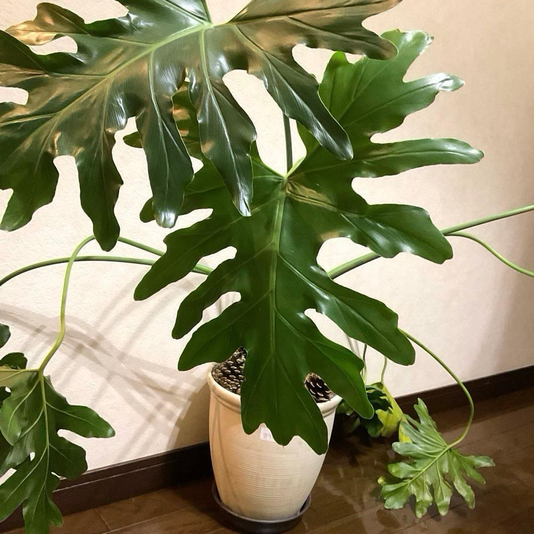 【観葉植物】フィロデンドロン・セローム 大きな葉 全長約110cm ぬき苗