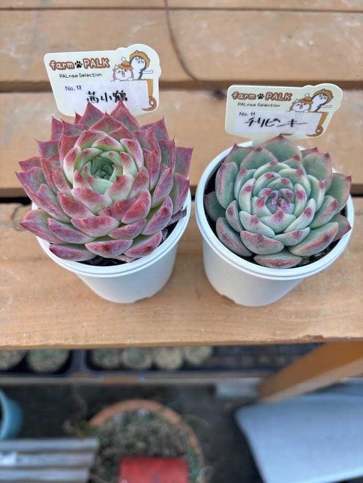 ファームパルク苗　チリピンキー　茜小鶴　札付きポットごと　メルカリ便